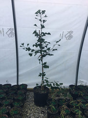 - Ginkgo biloba 'Golden Girl' Female Tall Fruiting Ginkgo Tree - Mr Maple │ Buy Japanese Maple Trees