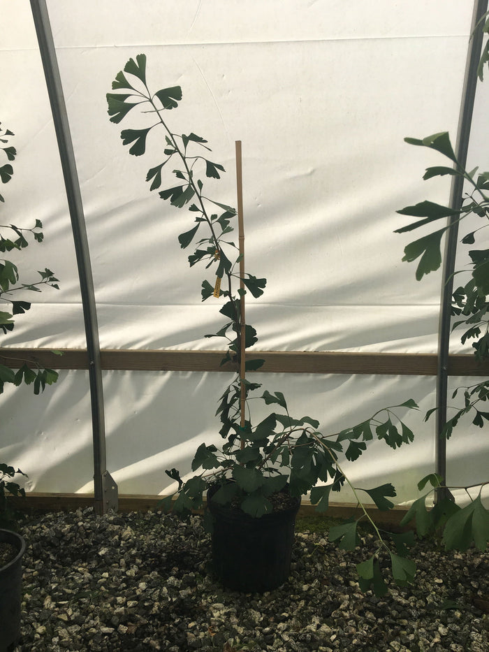 - Ginkgo biloba 'Horizontalis' Weeping Male Ginkgo Tree - Mr Maple │ Buy Japanese Maple Trees