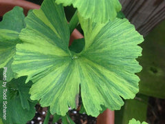 - Ginkgo biloba 'Jagged Jester' Variegated Ginkgo Tree - Mr Maple │ Buy Japanese Maple Trees