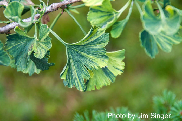 - Ginkgo biloba 'Jagged Jester' Variegated Ginkgo Tree - Mr Maple │ Buy Japanese Maple Trees