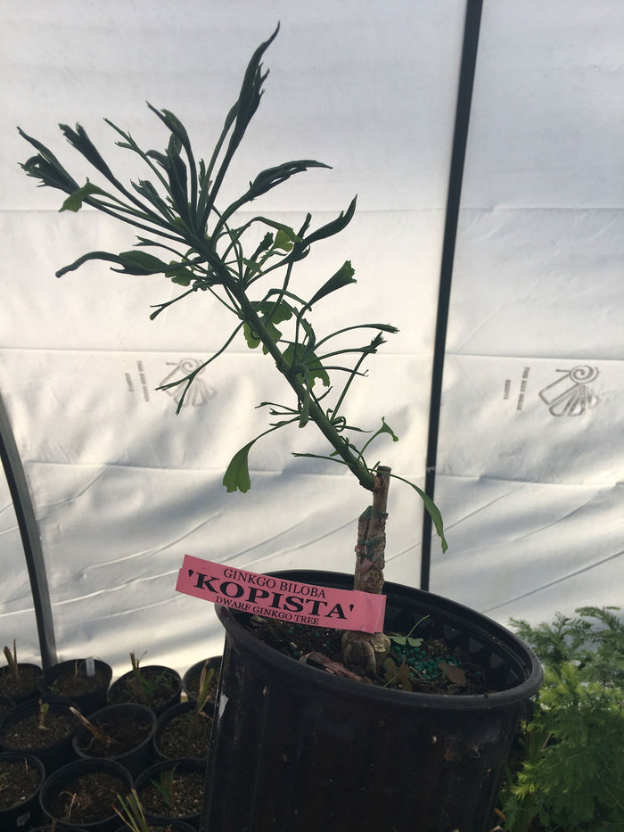 - Ginkgo biloba 'Kopista' Rare Dwarf Male Ginkgo - Mr Maple │ Buy Japanese Maple Trees