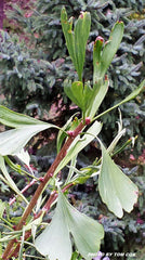 - Ginkgo biloba 'Korinek' Male Dwarf Ginkgo Tree - Mr Maple │ Buy Japanese Maple Trees
