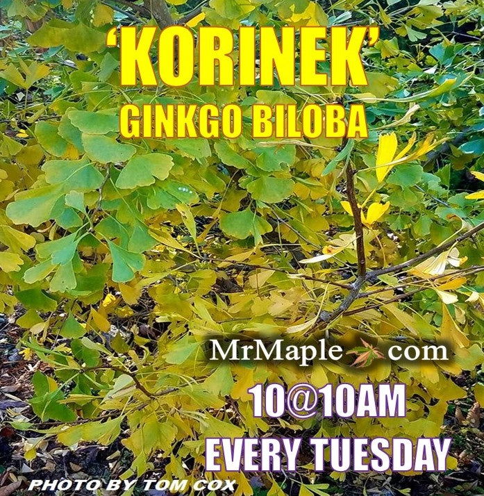 - Ginkgo biloba 'Korinek' Male Dwarf Ginkgo Tree - Mr Maple │ Buy Japanese Maple Trees