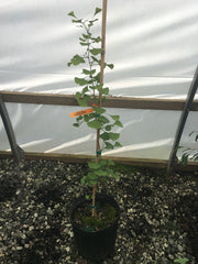 - Ginkgo biloba 'Lakeview' Columnar Ginkgo Tree - Mr Maple │ Buy Japanese Maple Trees
