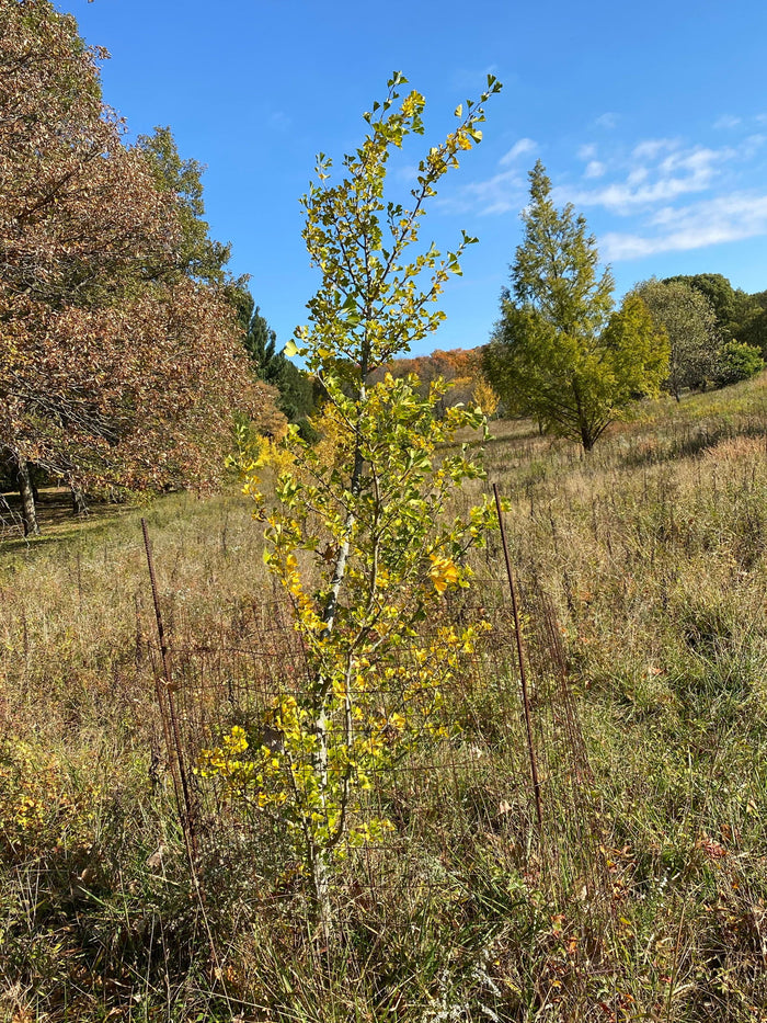 - Ginkgo biloba 'Lakeview' Columnar Ginkgo Tree - Mr Maple │ Buy Japanese Maple Trees