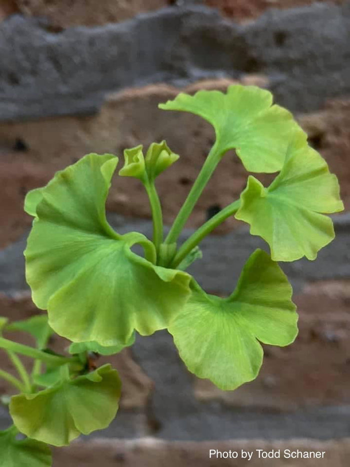 - Ginkgo biloba 'Lil Matthew' Dwarf Male Ginkgo Tree - Mr Maple │ Buy Japanese Maple Trees