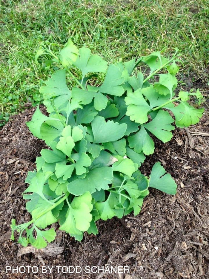 - Ginkgo biloba 'Lil Matthew' Dwarf Male Ginkgo Tree - Mr Maple │ Buy Japanese Maple Trees