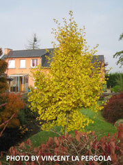 - Ginkgo biloba 'Princeton Gold' Male Ginkgo Tree - Mr Maple │ Buy Japanese Maple Trees