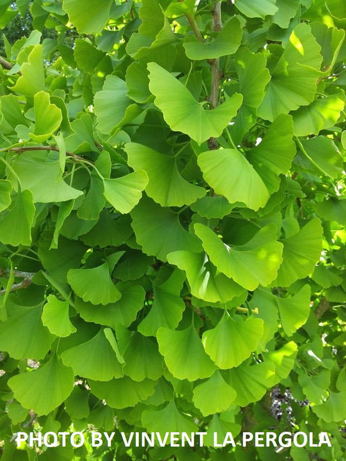 - Ginkgo biloba 'Princeton Gold' Male Ginkgo Tree - Mr Maple │ Buy Japanese Maple Trees