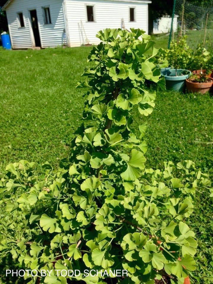 - Ginkgo biloba 'Queen City’ Dwarf Ginkgo Tree - Mr Maple │ Buy Japanese Maple Trees