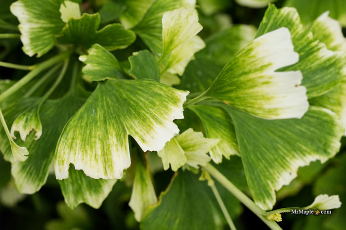 Ginkgo biloba 'Snow Cloud' Variegated Male Ginkgo Tree