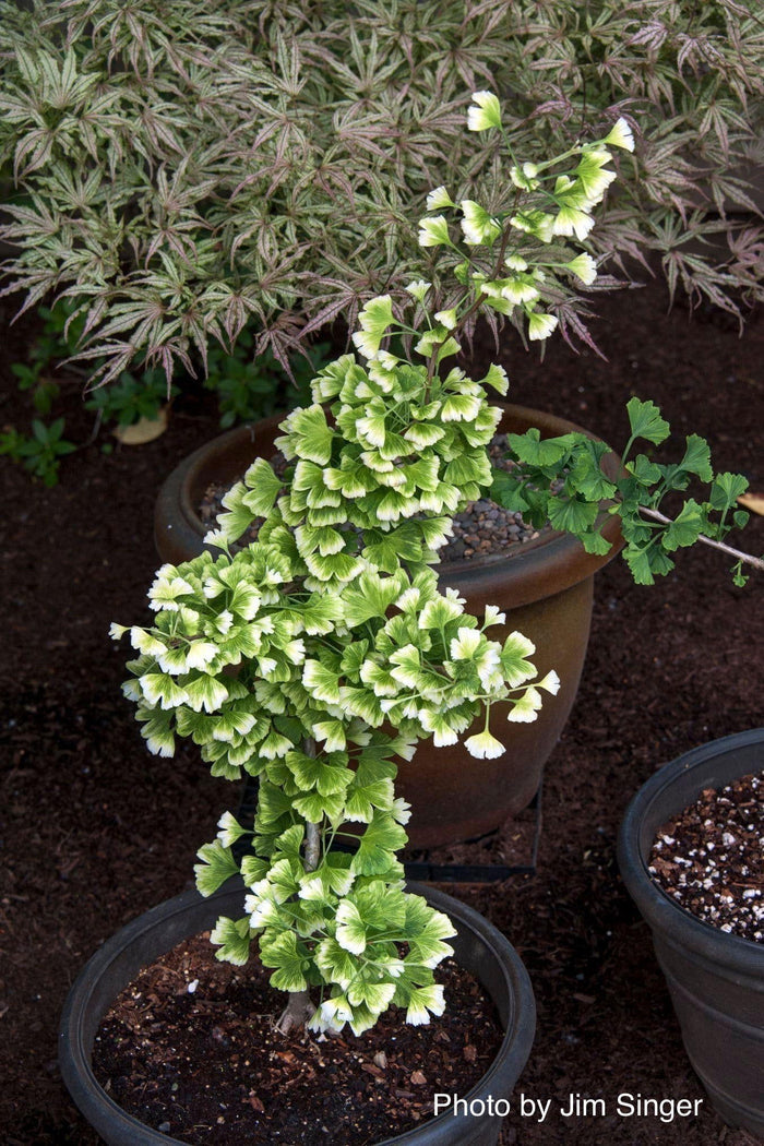 - Ginkgo biloba 'Snow Cloud' Variegated Male Ginkgo Tree - Mr Maple │ Buy Japanese Maple Trees