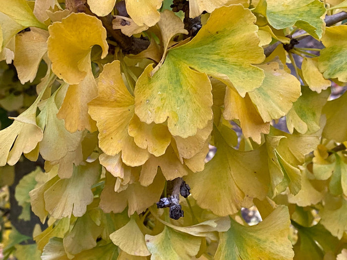 - Ginkgo biloba 'Spring Grove Sport' Dwarf Ginkgo Tree - Mr Maple │ Buy Japanese Maple Trees