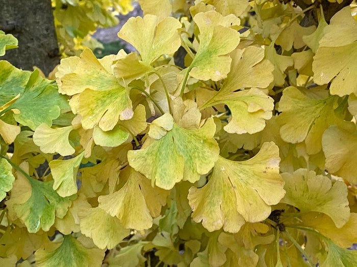 - Ginkgo biloba 'Spring Grove Sport' Dwarf Ginkgo Tree - Mr Maple │ Buy Japanese Maple Trees