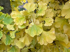 - Ginkgo biloba 'Spring Grove Sport' Dwarf Ginkgo Tree - Mr Maple │ Buy Japanese Maple Trees