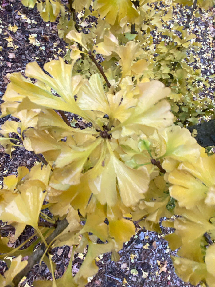 - Ginkgo biloba 'Spring Grove Sport' Dwarf Ginkgo Tree - Mr Maple │ Buy Japanese Maple Trees
