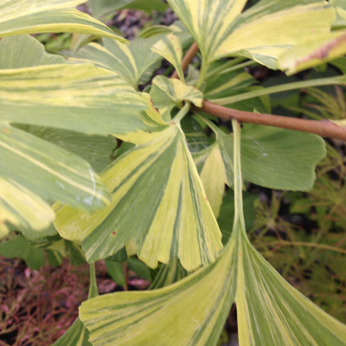 - Ginkgo biloba 'Sunstream’ Variegated Male Ginkgo Tree - Mr Maple │ Buy Japanese Maple Trees