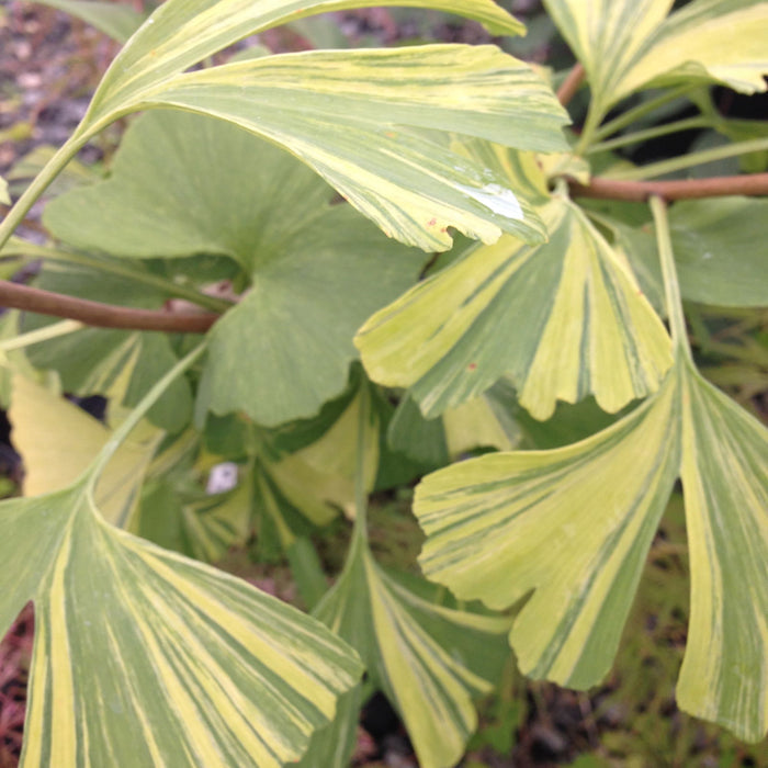 - Ginkgo biloba 'Sunstream’ Variegated Male Ginkgo Tree - Mr Maple │ Buy Japanese Maple Trees