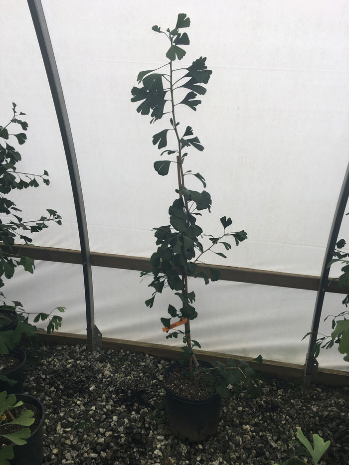- Ginkgo biloba 'Tremonia' Columnar Female Fruiting Ginkgo Tree - Mr Maple │ Buy Japanese Maple Trees