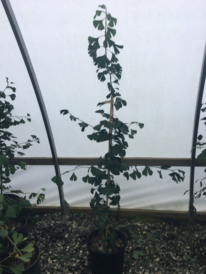 - Ginkgo biloba 'Windover Gold' Male Ginkgo Tree - Mr Maple │ Buy Japanese Maple Trees