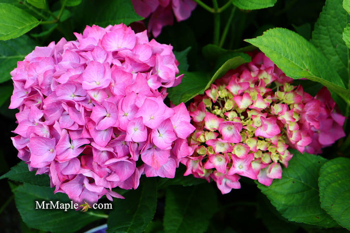 - Hydrangea macrophylla 'Lime Lovebird’ Hydrangea - Mr Maple │ Buy Japanese Maple Trees
