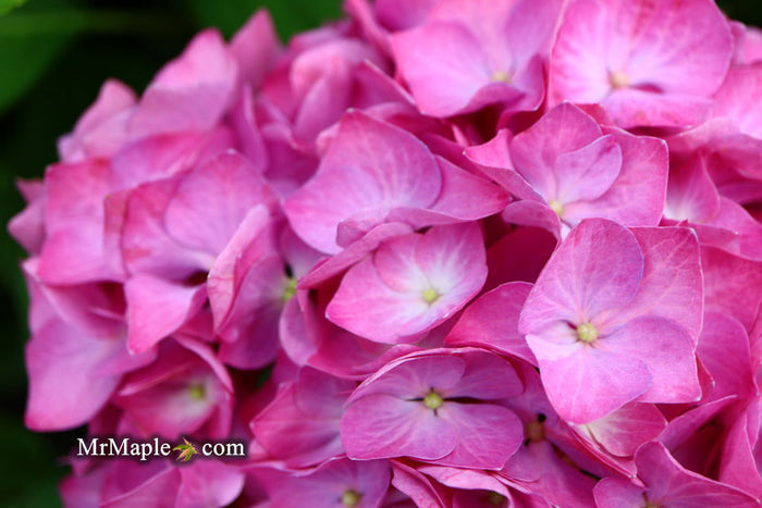 - Hydrangea macrophylla 'Lime Lovebird’ Hydrangea - Mr Maple │ Buy Japanese Maple Trees