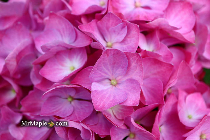 - Hydrangea macrophylla 'Lime Lovebird’ Hydrangea - Mr Maple │ Buy Japanese Maple Trees