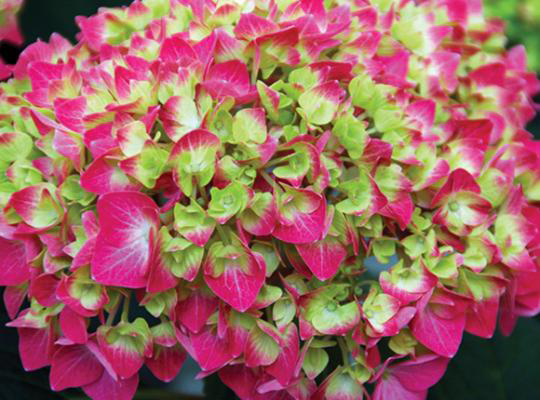 - Hydrangea macrophylla 'Lime Lovebird’ Hydrangea - Mr Maple │ Buy Japanese Maple Trees