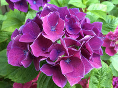 - Hydrangea macrophylla 'Purple Bayou’ Purple Bloom Hydrangea - Mr Maple │ Buy Japanese Maple Trees