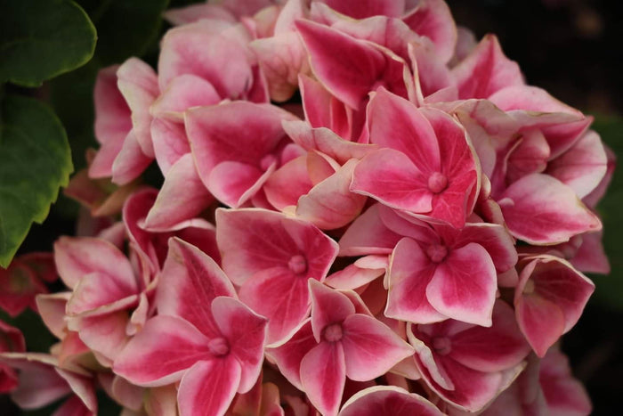 - Hydrangea macrophylla 'Purple Bayou’ Purple Bloom Hydrangea - Mr Maple │ Buy Japanese Maple Trees