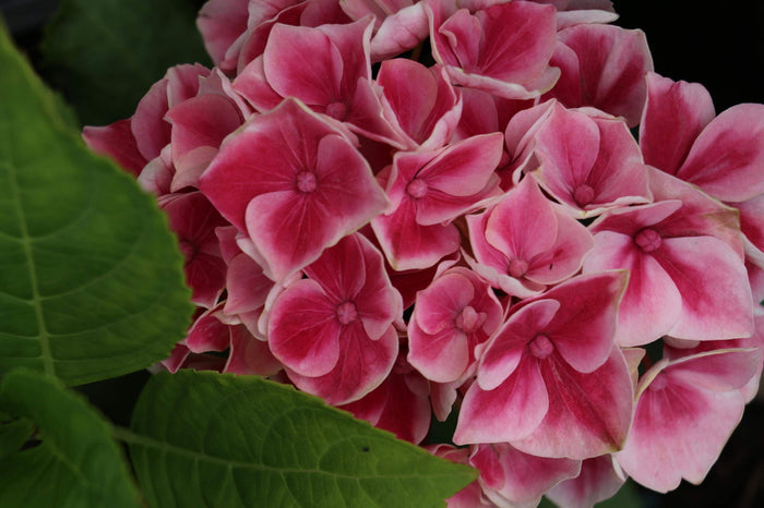 - Hydrangea macrophylla 'Purple Bayou’ Purple Bloom Hydrangea - Mr Maple │ Buy Japanese Maple Trees