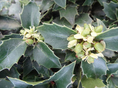 - Ilex x ‘Rock Garden' Dwarf Holly - Mr Maple │ Buy Japanese Maple Trees