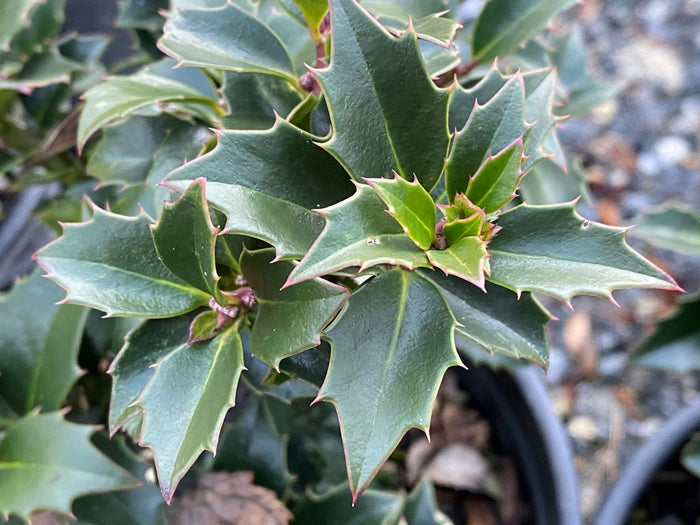 - Ilex x ‘Rock Garden' Dwarf Holly - Mr Maple │ Buy Japanese Maple Trees