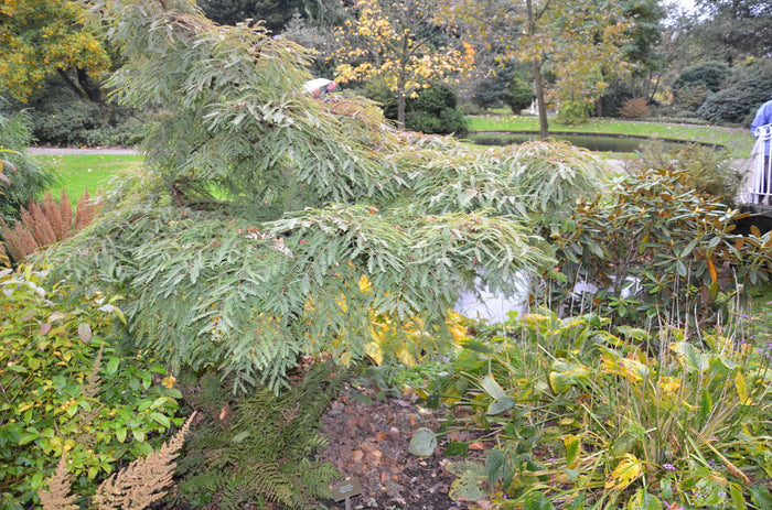 - Metasequoia glyptostroboides 'Miss Grace' Weeping Dwarf Dawn Redwood - Mr Maple │ Buy Japanese Maple Trees
