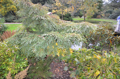 - Metasequoia glyptostroboides 'Miss Grace' Weeping Dwarf Dawn Redwood - Mr Maple │ Buy Japanese Maple Trees