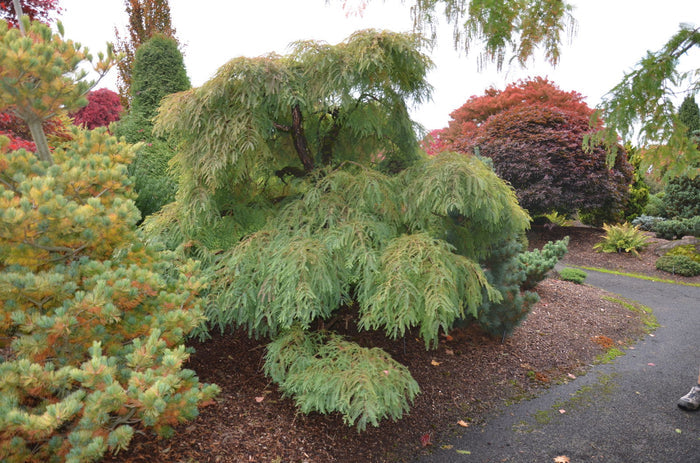 - Metasequoia glyptostroboides 'Miss Grace' Weeping Dwarf Dawn Redwood - Mr Maple │ Buy Japanese Maple Trees