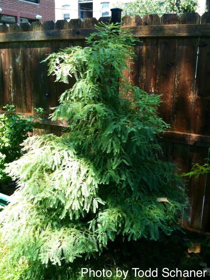 - Metasequoia glyptostroboides 'Miss Grace' Weeping Dwarf Dawn Redwood - Mr Maple │ Buy Japanese Maple Trees