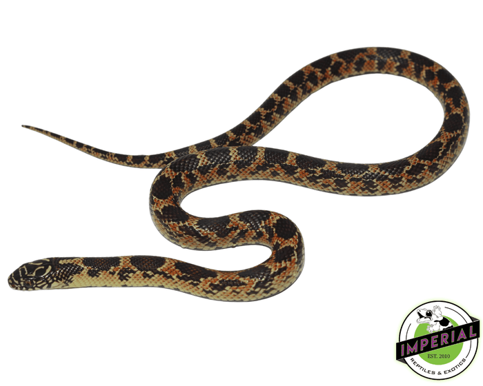 mosaic fl kingsnake for sale online at cheap prices, buy kingsnakes near me