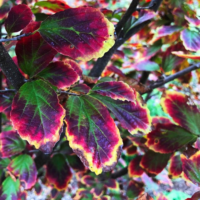 - Parrotia persica 'Persian Spire™' Columnar Persian Ironwood - Mr Maple │ Buy Japanese Maple Trees