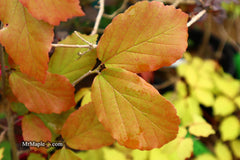 - Parrotia persica 'Vanessa' Tight Upright Persian Ironwood - Mr Maple │ Buy Japanese Maple Trees