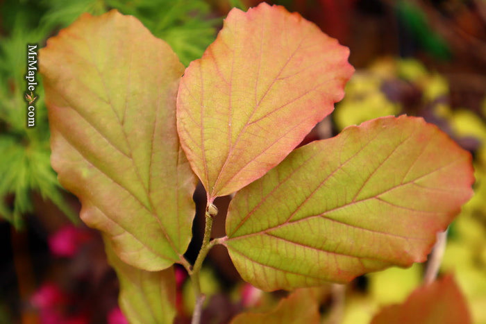 - Parrotia persica 'Vanessa' Tight Upright Persian Ironwood - Mr Maple │ Buy Japanese Maple Trees