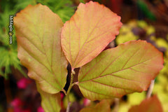 - Parrotia persica 'Vanessa' Tight Upright Persian Ironwood - Mr Maple │ Buy Japanese Maple Trees