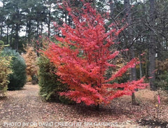 - Parrotia subaequalis Chinese Ironwood - Mr Maple │ Buy Japanese Maple Trees