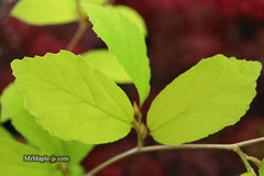 - Parrotia subaequalis Chinese Ironwood - Mr Maple │ Buy Japanese Maple Trees