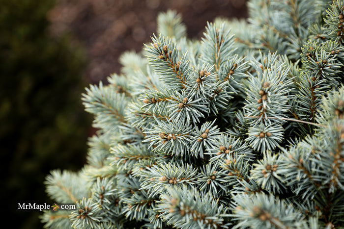 Picea pungens ‘Blue Pearl' Miniature Colorado Blue Spruce
