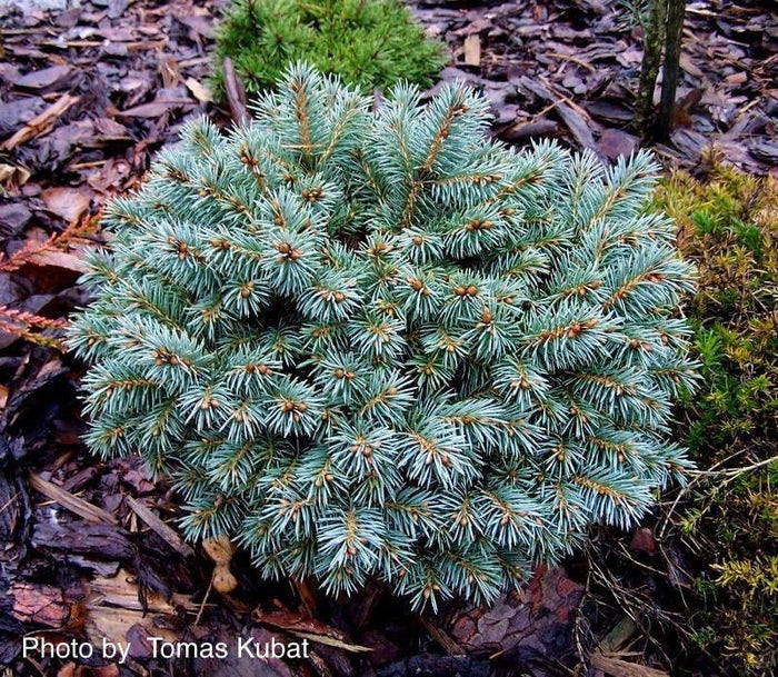 - Picea pungens ‘Blue Pearl' Miniature Colorado Blue Spruce - Mr Maple │ Buy Japanese Maple Trees