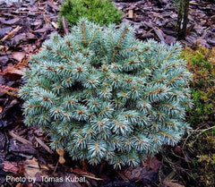 - Picea pungens ‘Blue Pearl' Miniature Colorado Blue Spruce - Mr Maple │ Buy Japanese Maple Trees