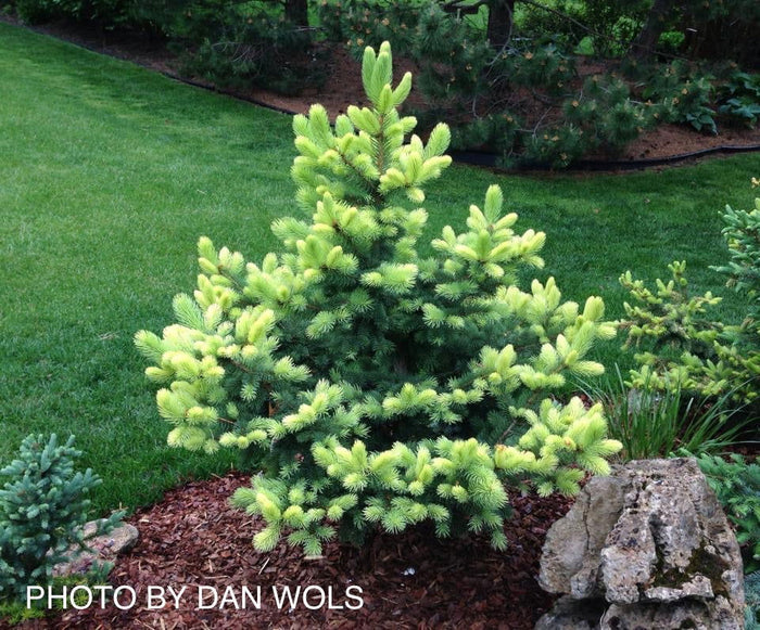 - Picea pungens ‘Gebelle’s Golden Spring' Yellow Colorado Blue Spruce - Mr Maple │ Buy Japanese Maple Trees