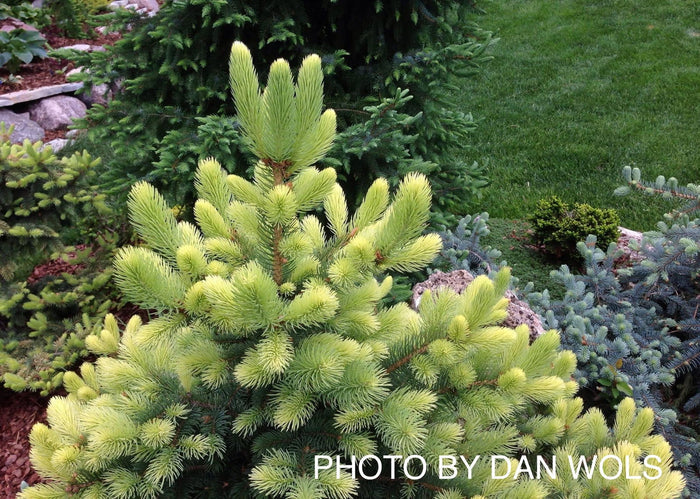 - Picea pungens ‘Gebelle’s Golden Spring' Yellow Colorado Blue Spruce - Mr Maple │ Buy Japanese Maple Trees