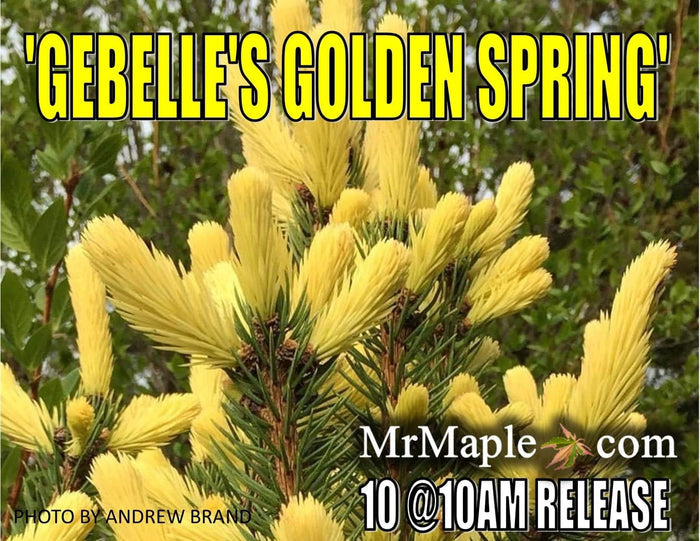 - Picea pungens ‘Gebelle’s Golden Spring' Yellow Colorado Blue Spruce - Mr Maple │ Buy Japanese Maple Trees